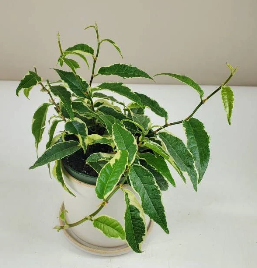 Ficus Radicans