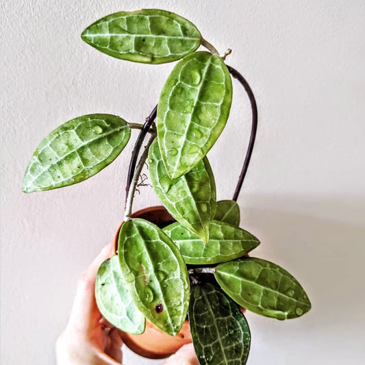 Hoya Elliptica