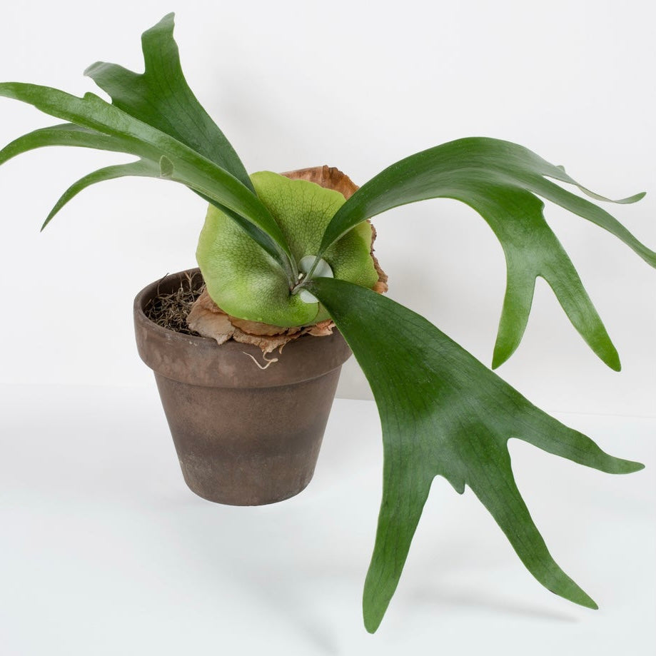 Staghorn Fern