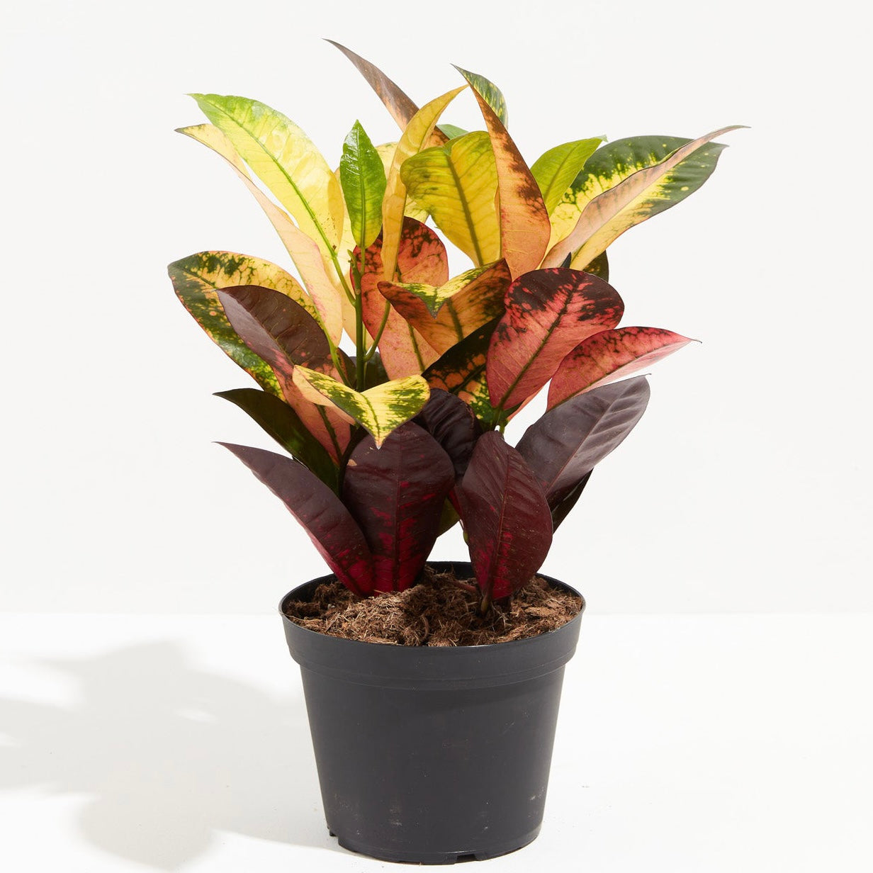 Croton Red Iceton