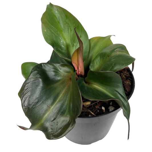 Philodendron Red Heart