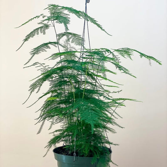 Asparagus Fern