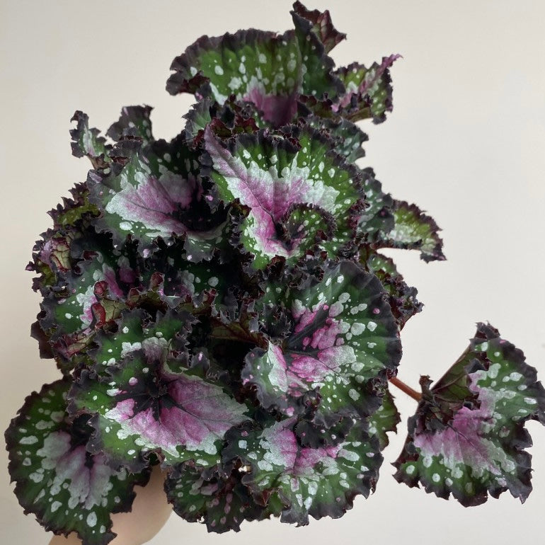 Begonia Purple Blush