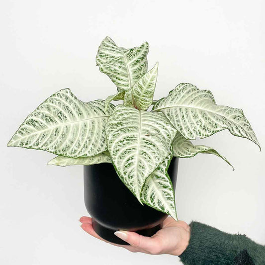 Snow White Zebra Plant