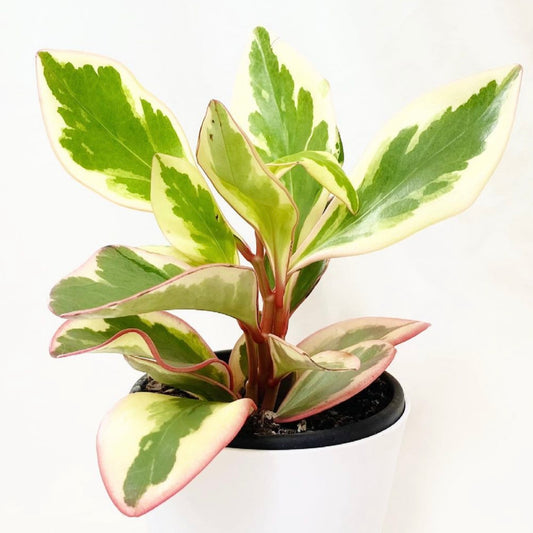 Peperomia Clusiifolia