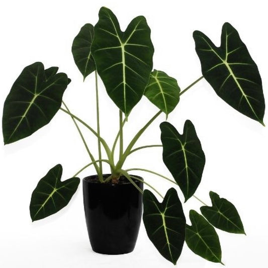 Alocasia Frydek