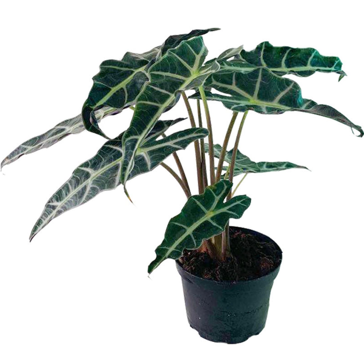 Alocasia Sanderiana 