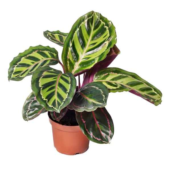 Calathea Medallion Roseopicta