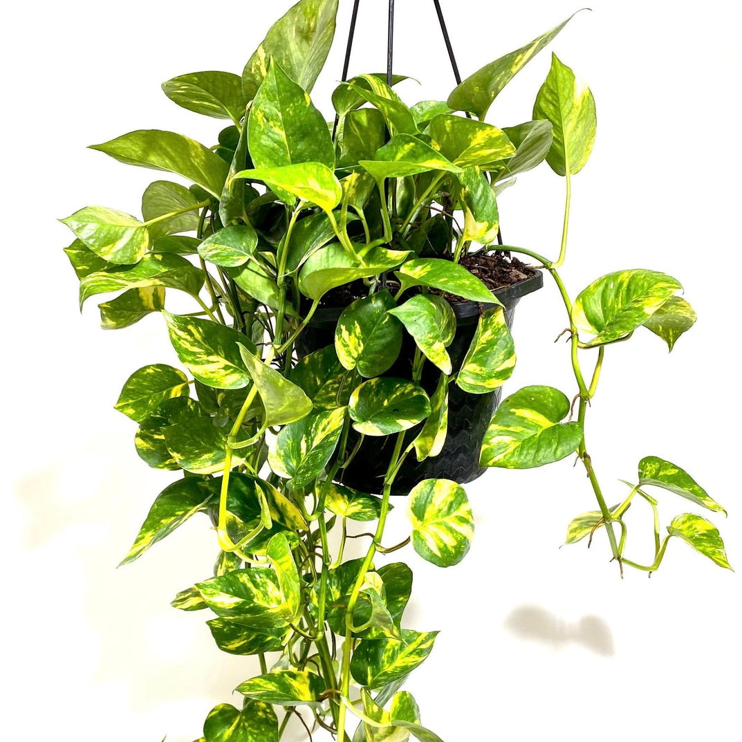 Pothos Golden