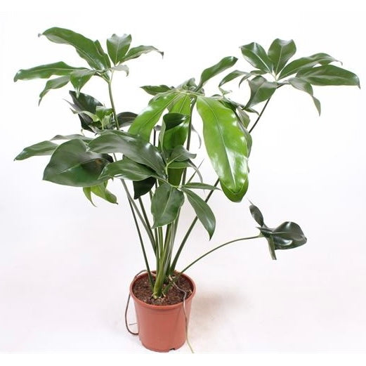 Philodendron Green Wovnder / Fun Bun