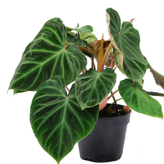 Philodendron Verrucosum