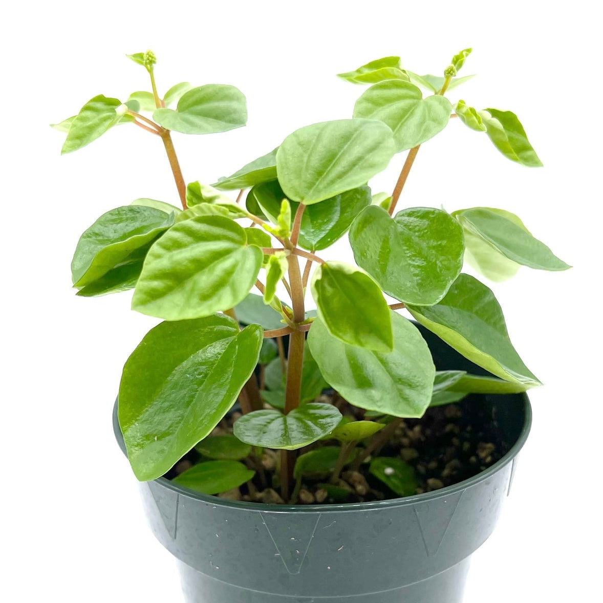 Peperomia Fraseri