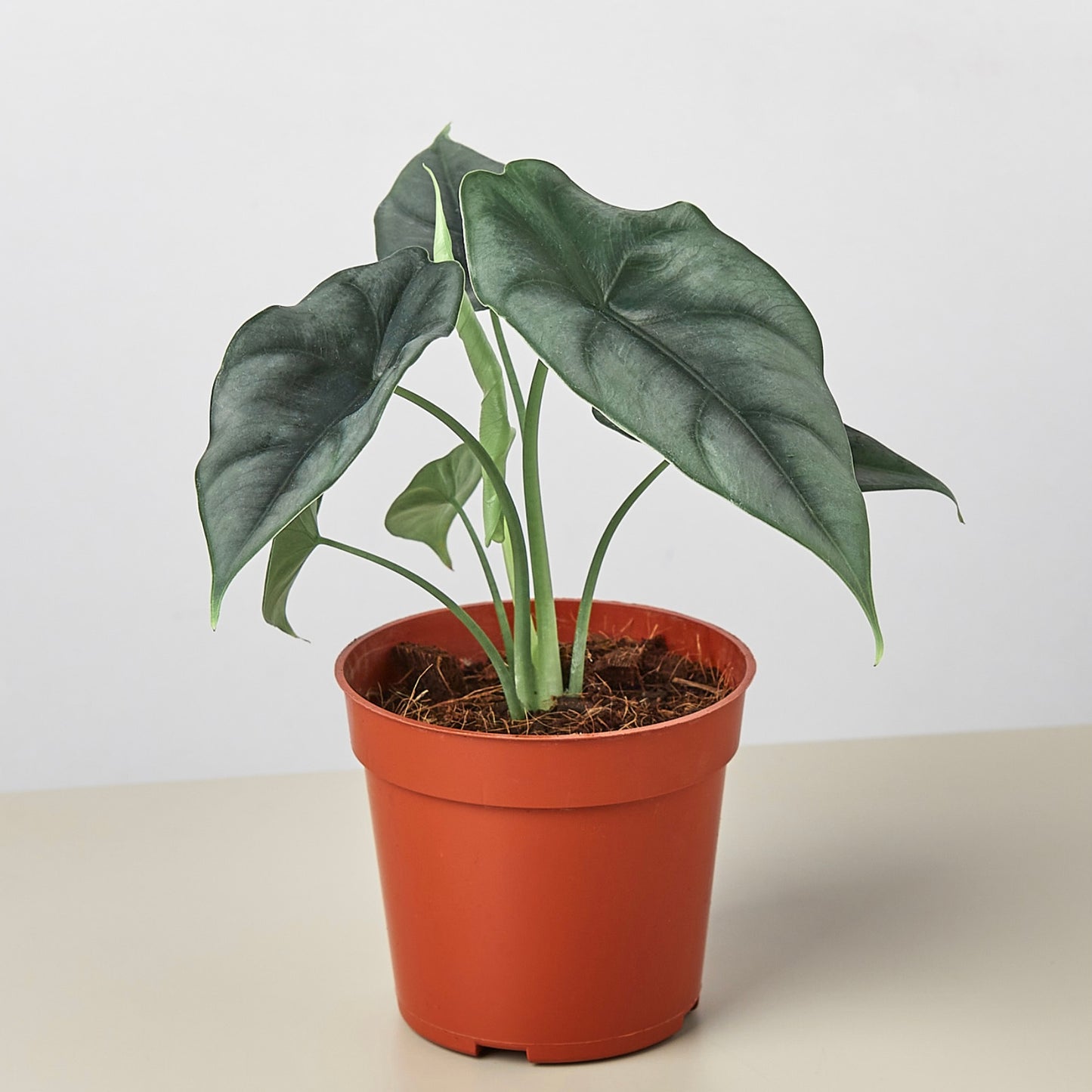 Alocasia Reversa 