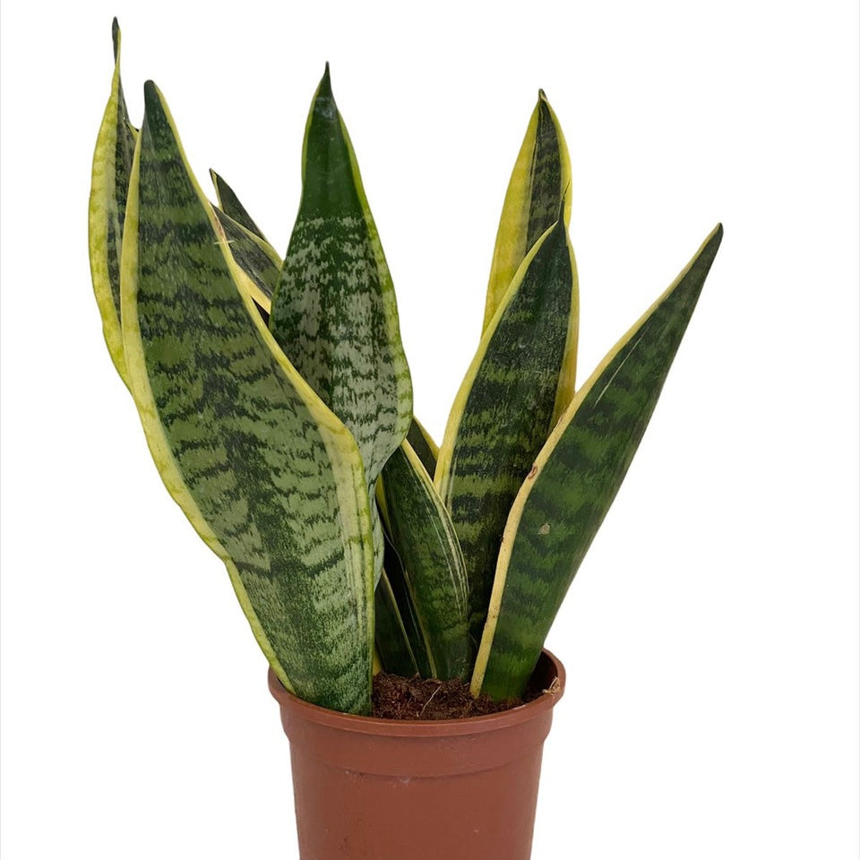 Sansevieria Trifasciata