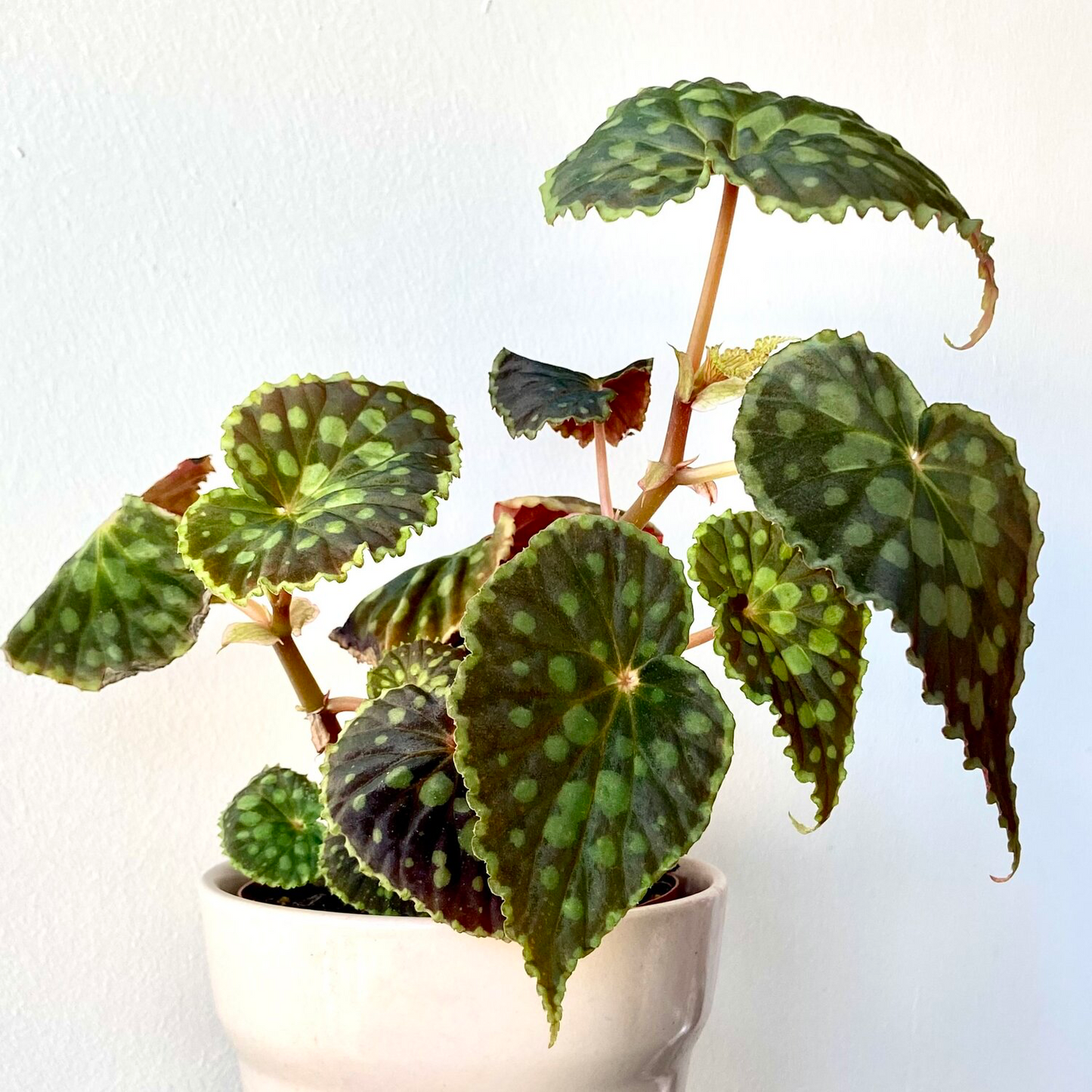 Begonia Chlorosticta