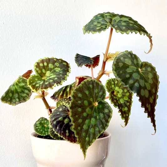 Begonia Chlorosticta