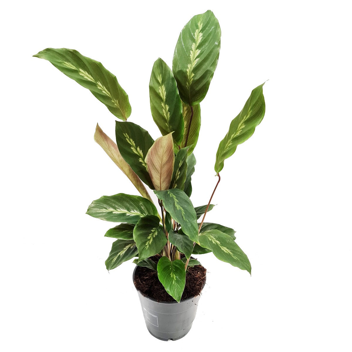 Calathea Louisae Maui Quee