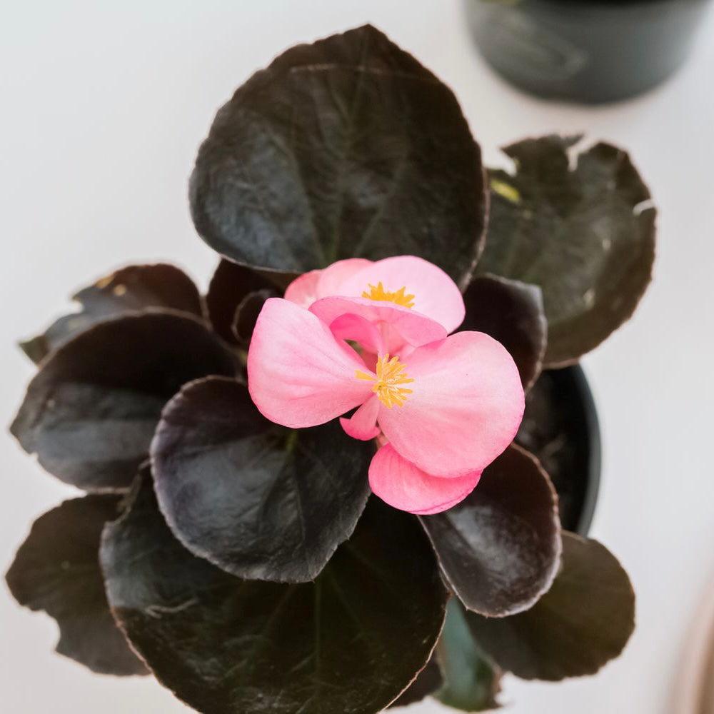 Begonia Victory Rose