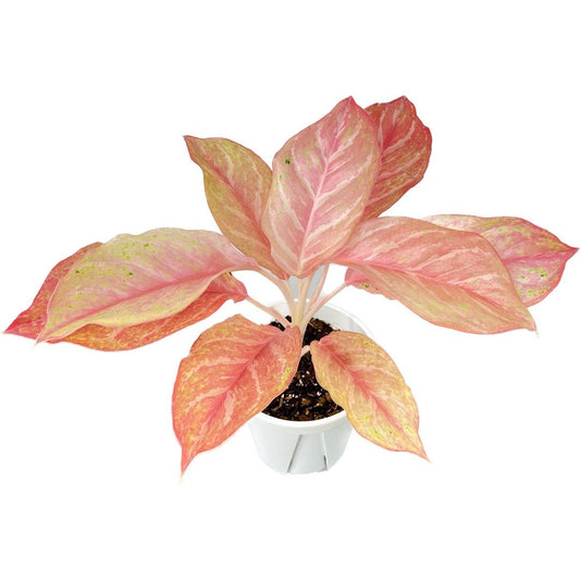 Aglaonema Bidadari