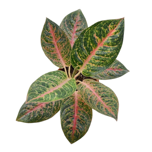 Aglaonema Green Papaya