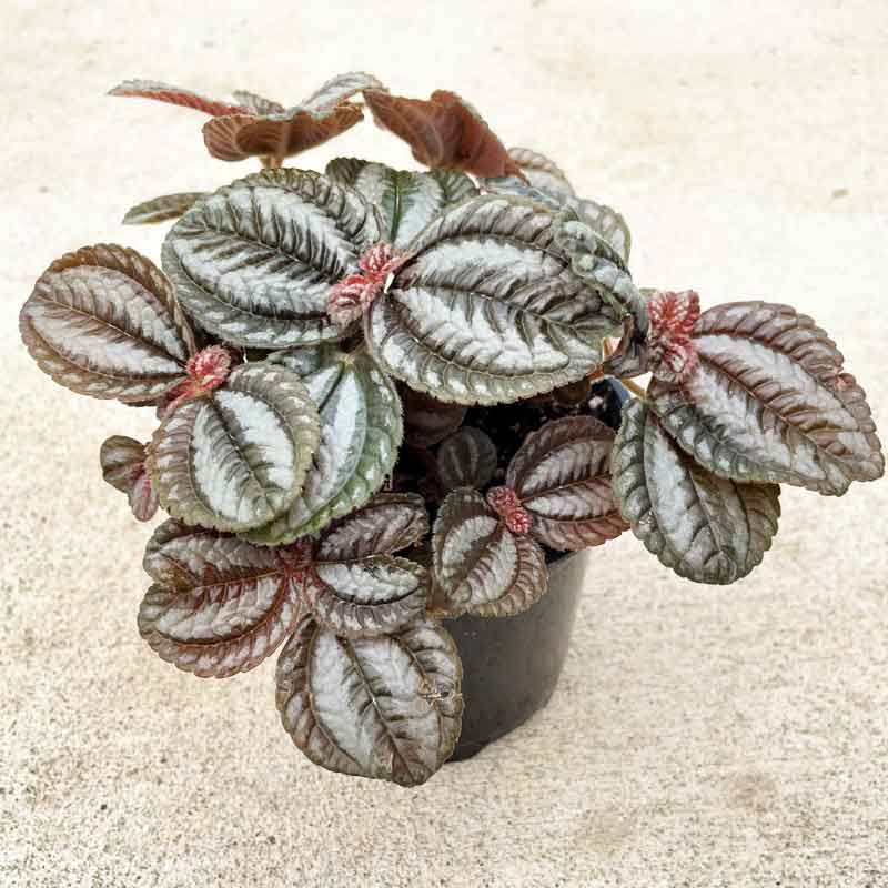 Pilea Friendship Plant