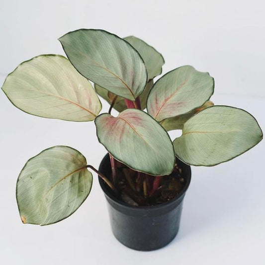 Calathea Silver Plate