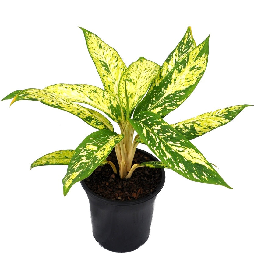 Dieffenbachia Star bright