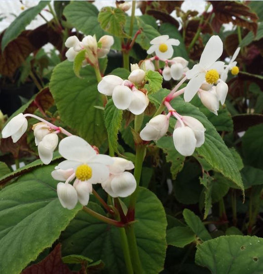 Begonia Grandis Alba