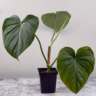 Philodendron Pastazanum