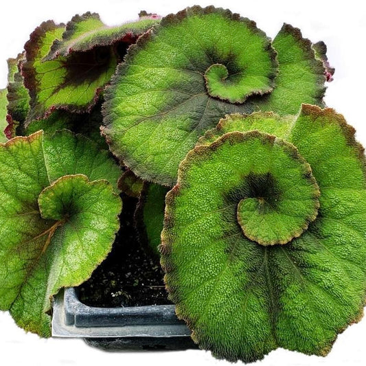 Begonia Escargot