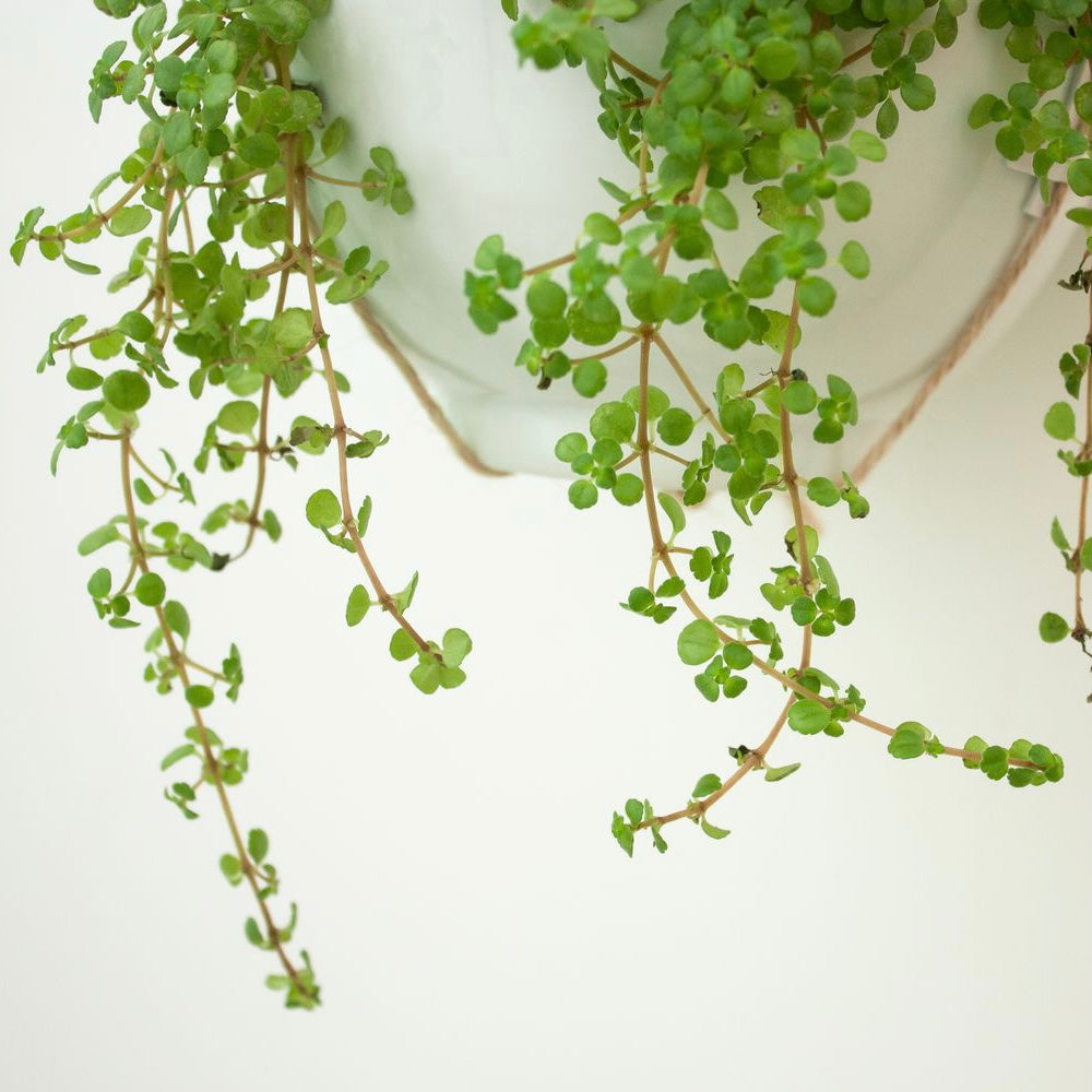 Pilea Silver Leaf Artillery Plant