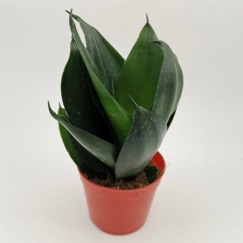 Sansevieria Black Diamond