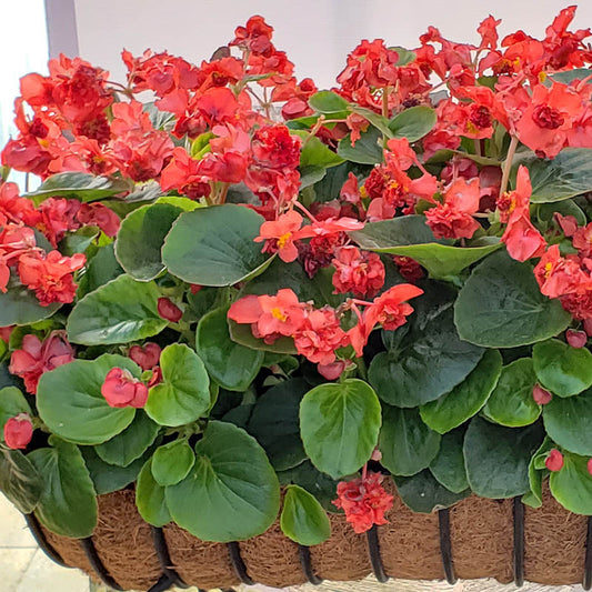 Begonia Nonstop Red