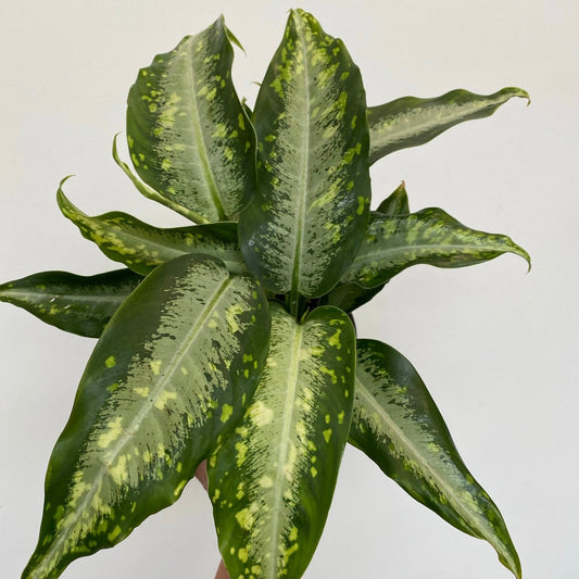 Dieffenbachia Delilah