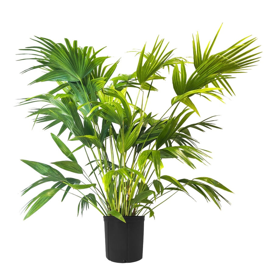 Chinese Fan Palm