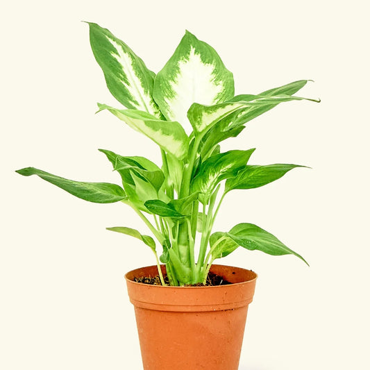 Dieffenbachia Camille