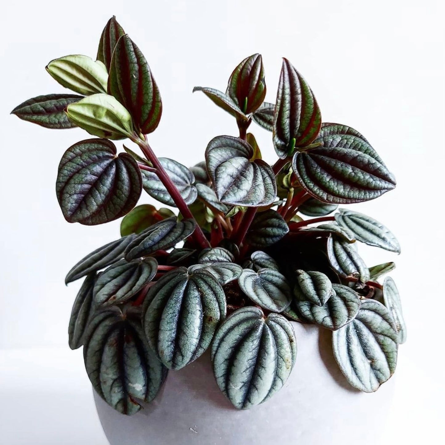 Peperomia Albovittata