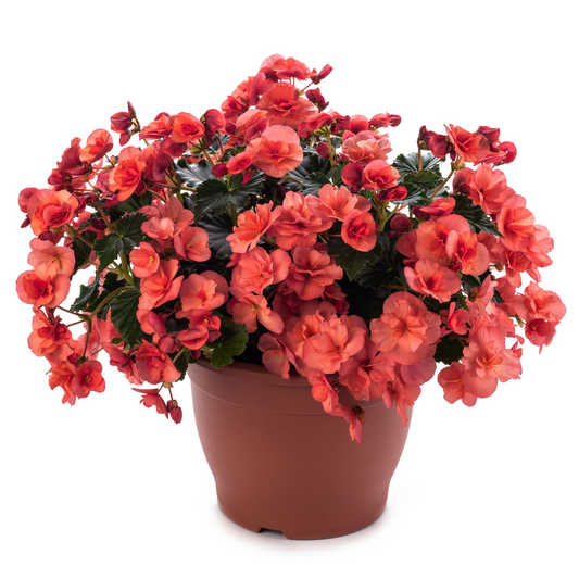 Begonia Solenia Salmon Coral