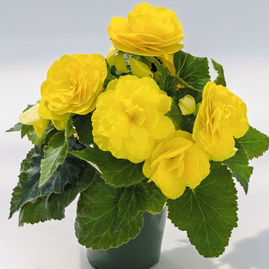 Begonia Nonstop Yellow