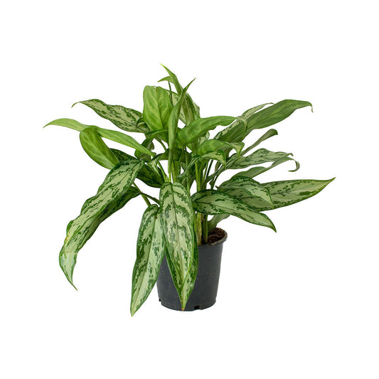 Aglaonema Silver Queen