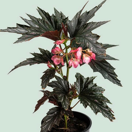 Begonia Alitas De Dragon