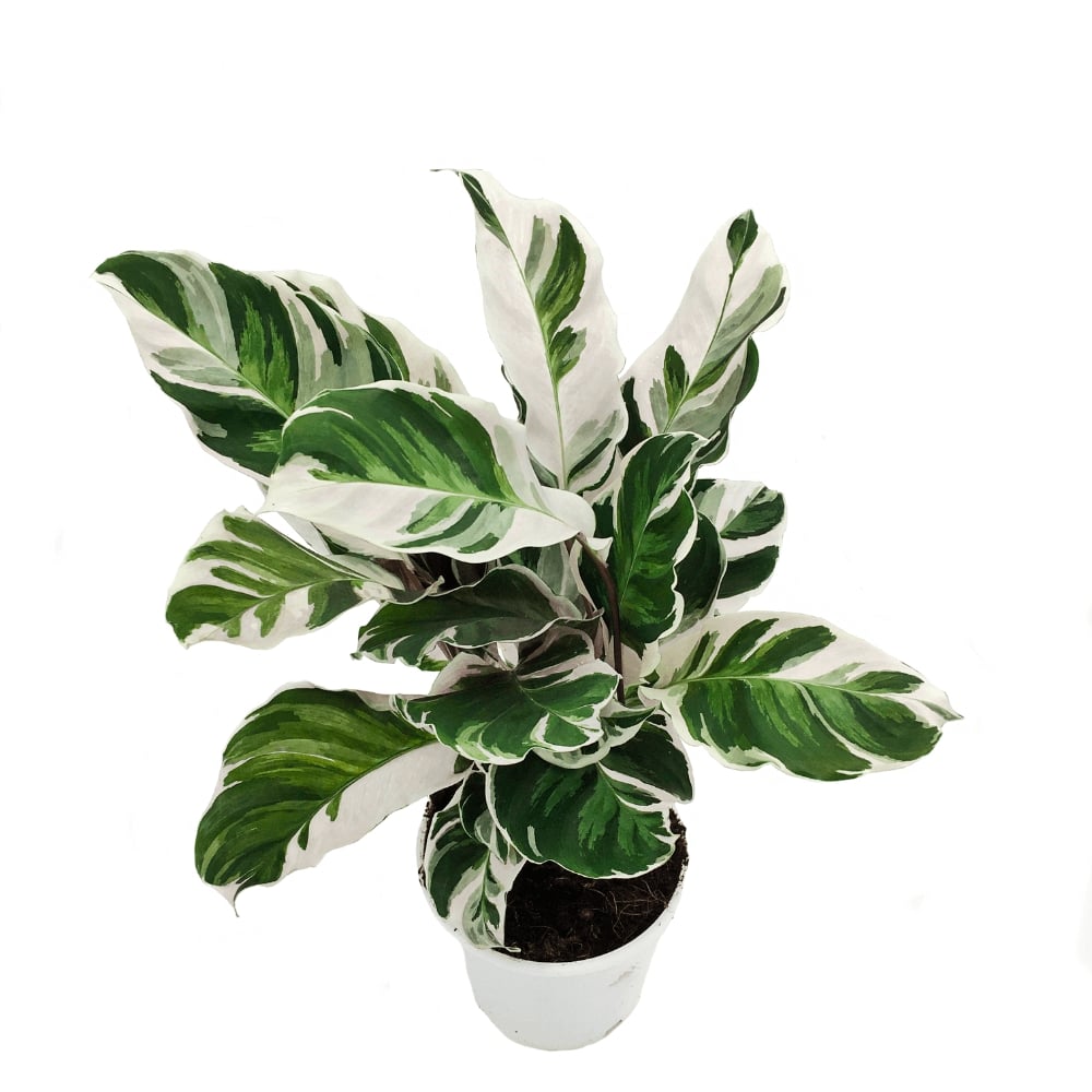 Calathea Fusion White