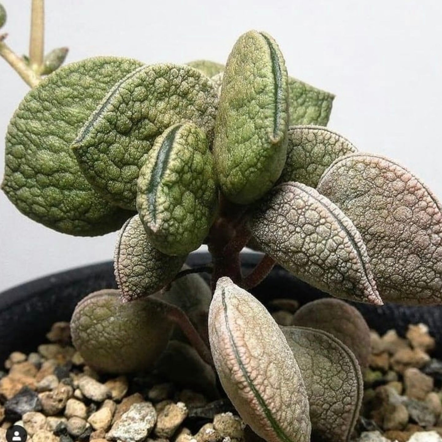 Peperomia Hutchisonii