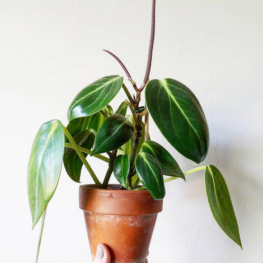 Peperomia Maculosa