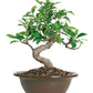 Bonsai