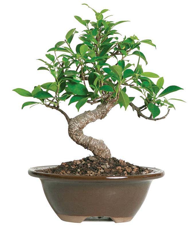 Bonsai