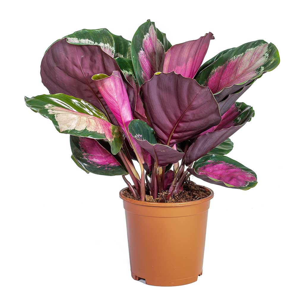 Calathea Roseopicta Crimson