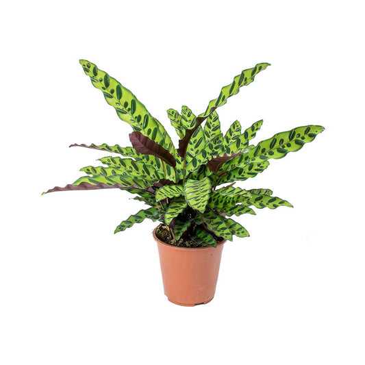 Calathea Lancifolia Rattlesnake