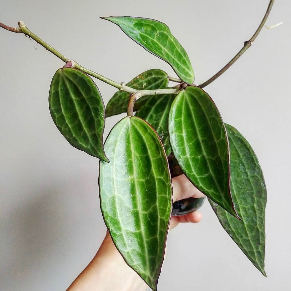 Hoya Macrophylla