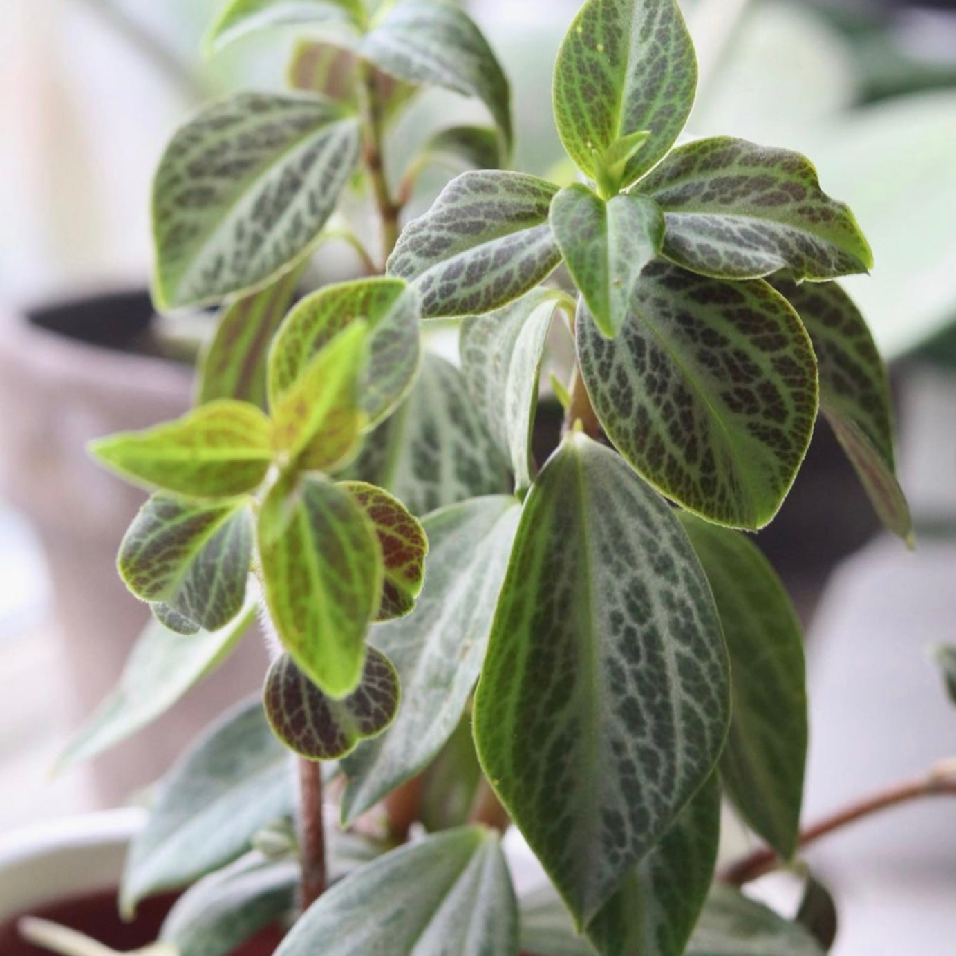 Peperomia Trinervis 